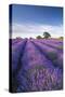 Lavender field in flower, Faulkland, Somerset, England. Summer (July) 2014.-Adam Burton-Stretched Canvas