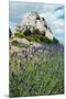 Lavender Field in Front of Ruins of Fortress on a Rock, Les Baux-De-Provence, Bouches-Du-Rhone-null-Mounted Premium Photographic Print