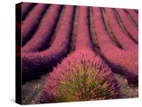 Lavender Field in High Provence, France-David Barnes-Stretched Canvas