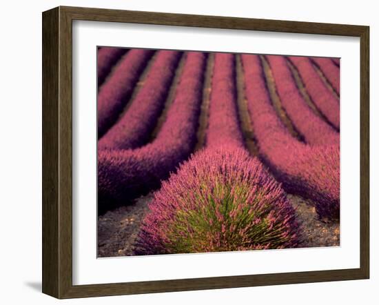 Lavender Field in High Provence, France-David Barnes-Framed Premium Photographic Print