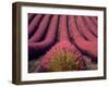 Lavender Field in High Provence, France-David Barnes-Framed Photographic Print