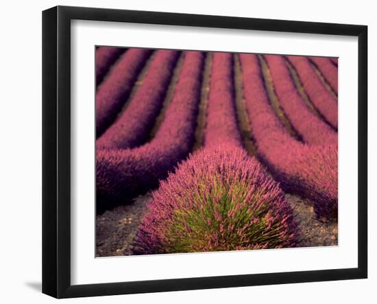 Lavender Field in High Provence, France-David Barnes-Framed Photographic Print