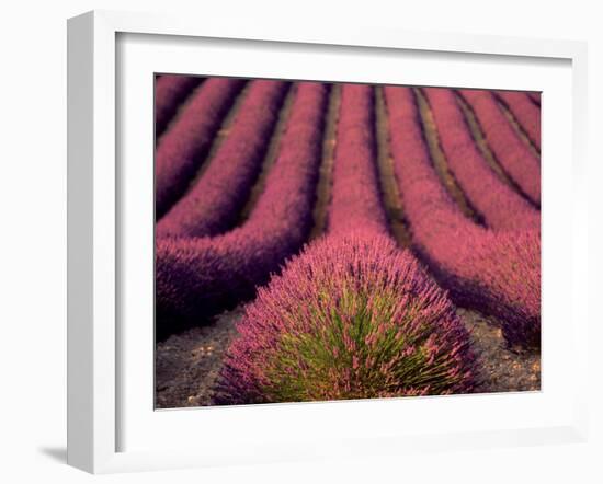 Lavender Field in High Provence, France-David Barnes-Framed Photographic Print