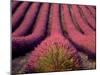 Lavender Field in High Provence, France-David Barnes-Mounted Photographic Print