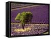 Lavender Field in High Provence, France-David Barnes-Framed Stretched Canvas