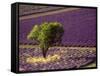 Lavender Field in High Provence, France-David Barnes-Framed Stretched Canvas