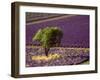 Lavender Field in High Provence, France-David Barnes-Framed Premium Photographic Print