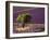 Lavender Field in High Provence, France-David Barnes-Framed Premium Photographic Print