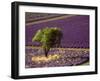 Lavender Field in High Provence, France-David Barnes-Framed Premium Photographic Print