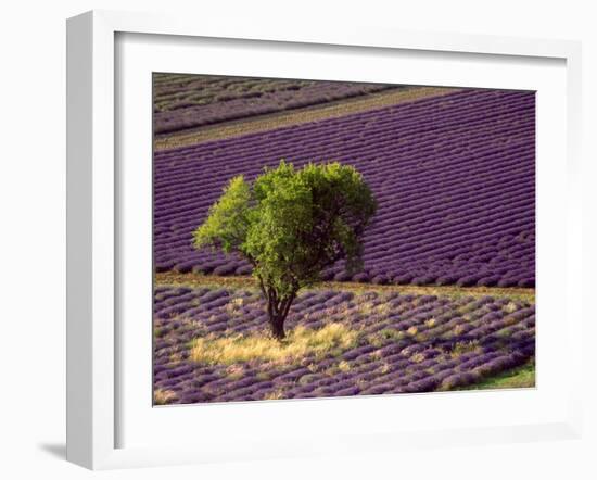 Lavender Field in High Provence, France-David Barnes-Framed Premium Photographic Print