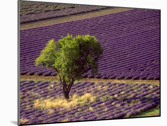 Lavender Field in High Provence, France-David Barnes-Mounted Premium Photographic Print