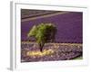 Lavender Field in High Provence, France-David Barnes-Framed Photographic Print