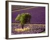 Lavender Field in High Provence, France-David Barnes-Framed Photographic Print