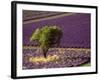 Lavender Field in High Provence, France-David Barnes-Framed Photographic Print