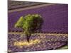 Lavender Field in High Provence, France-David Barnes-Mounted Photographic Print