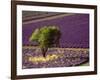 Lavender Field in High Provence, France-David Barnes-Framed Photographic Print