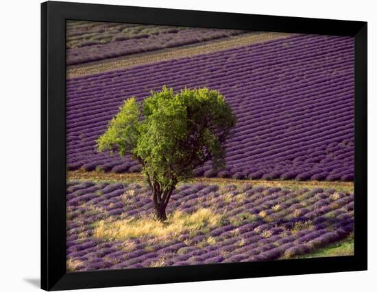 Lavender Field in High Provence, France-David Barnes-Framed Photographic Print