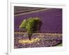 Lavender Field in High Provence, France-David Barnes-Framed Photographic Print