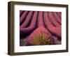 Lavender Field in High Provence, France-David Barnes-Framed Photographic Print