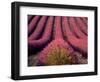 Lavender Field in High Provence, France-David Barnes-Framed Photographic Print