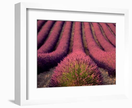 Lavender Field in High Provence, France-David Barnes-Framed Photographic Print