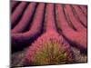 Lavender Field in High Provence, France-David Barnes-Mounted Photographic Print