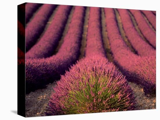 Lavender Field in High Provence, France-David Barnes-Stretched Canvas