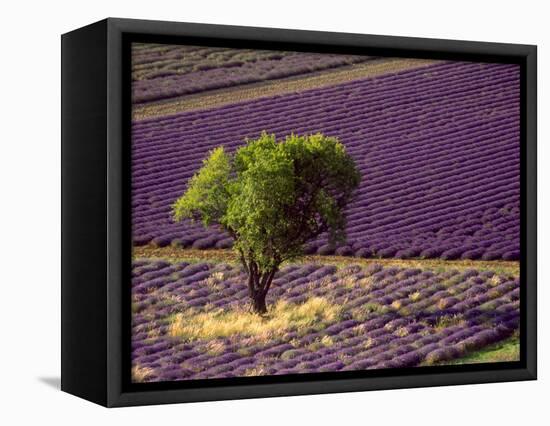 Lavender Field in High Provence, France-David Barnes-Framed Stretched Canvas