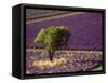 Lavender Field in High Provence, France-David Barnes-Framed Stretched Canvas