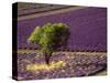 Lavender Field in High Provence, France-David Barnes-Stretched Canvas