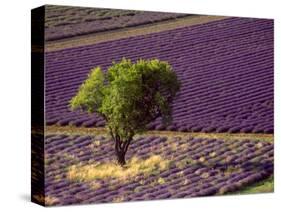 Lavender Field in High Provence, France-David Barnes-Stretched Canvas