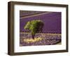 Lavender Field in High Provence, France-David Barnes-Framed Photographic Print