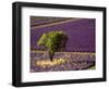 Lavender Field in High Provence, France-David Barnes-Framed Photographic Print