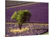 Lavender Field in High Provence, France-David Barnes-Stretched Canvas