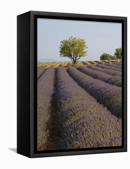 Lavender Field in Provence-Chris Hellier-Framed Stretched Canvas