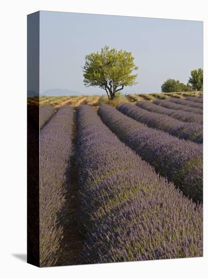 Lavender Field in Provence-Chris Hellier-Stretched Canvas