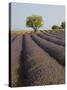 Lavender Field in Provence-Chris Hellier-Stretched Canvas