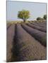 Lavender Field in Provence-Chris Hellier-Mounted Photographic Print