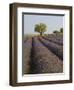 Lavender Field in Provence-Chris Hellier-Framed Photographic Print