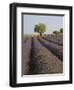 Lavender Field in Provence-Chris Hellier-Framed Photographic Print