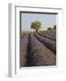 Lavender Field in Provence-Chris Hellier-Framed Photographic Print