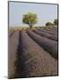 Lavender Field in Provence-Chris Hellier-Mounted Photographic Print