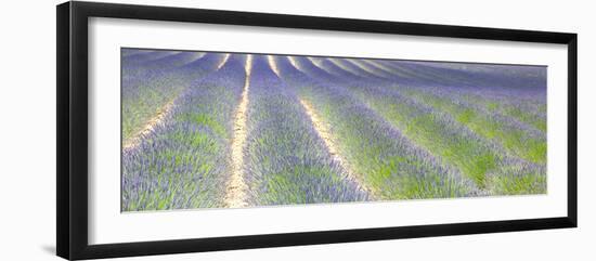 Lavender Field in Provence-Susana Guzman-Framed Photographic Print