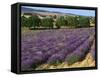 Lavender Field, Le Plateau De Sault, Provence, France-Guy Thouvenin-Framed Stretched Canvas