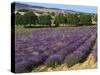 Lavender Field, Le Plateau De Sault, Provence, France-Guy Thouvenin-Stretched Canvas