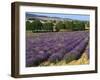 Lavender Field, Le Plateau De Sault, Provence, France-Guy Thouvenin-Framed Photographic Print