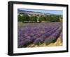 Lavender Field, Le Plateau De Sault, Provence, France-Guy Thouvenin-Framed Photographic Print