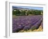 Lavender Field, Le Plateau De Sault, Provence, France-Guy Thouvenin-Framed Photographic Print