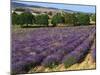 Lavender Field, Le Plateau De Sault, Provence, France-Guy Thouvenin-Mounted Photographic Print