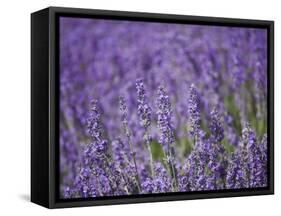 Lavender Field, Lordington Lavender Farm, Lordington, West Sussex, England, United Kingdom, Europe-Jean Brooks-Framed Stretched Canvas